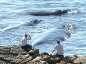 hermanus