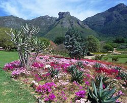 kirstenbosch-national-garden-34